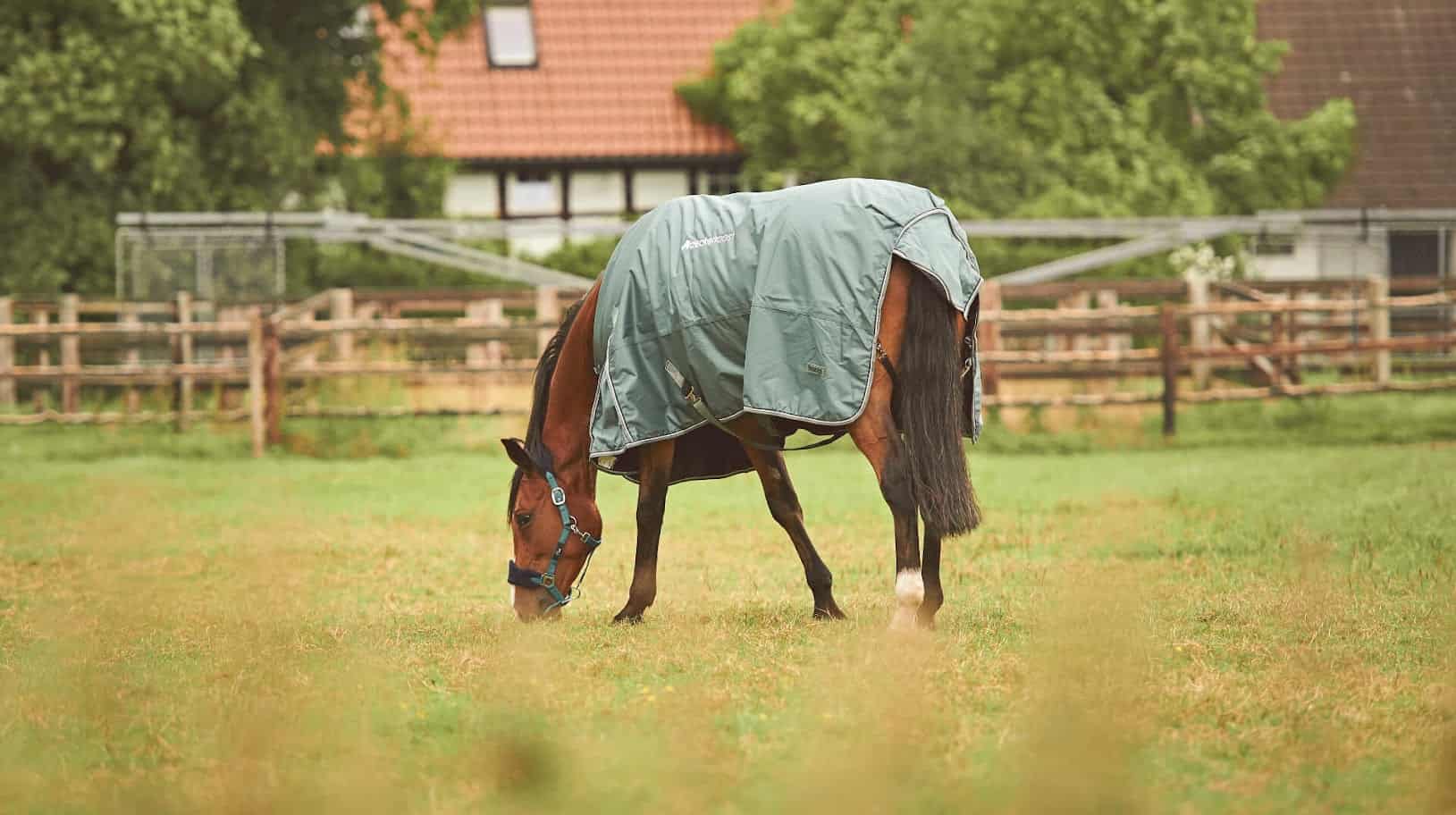 Titelbild zum Artikel: Revolutionäre E-Commerce-Lösungen für Reiter: die rasante Erfolgsstory von deckenpost